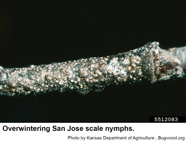 San Jose scales overwinter mostly as nymphs.